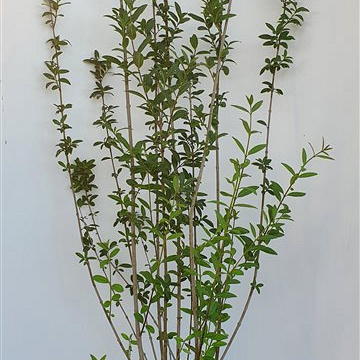 125 tot 150 cm hoog, pot 4 liter