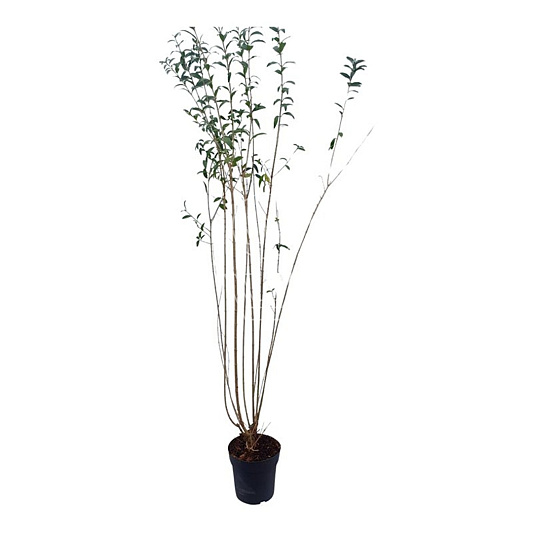 125 tot 150 cm hoog, pot 4 liter
