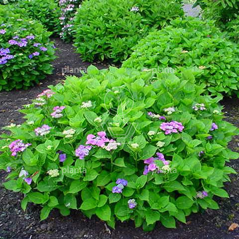 Hydrangea macrophylla 'Teller Blauw'