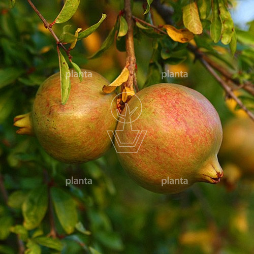 Punica granatum