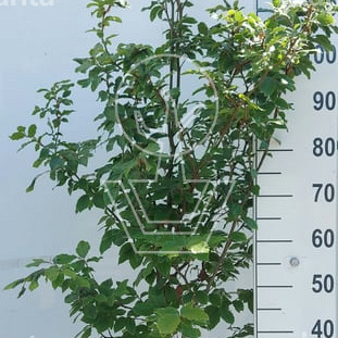 fargesia great wall Fargesia nitida 'Great Wall'  Majestic Trees