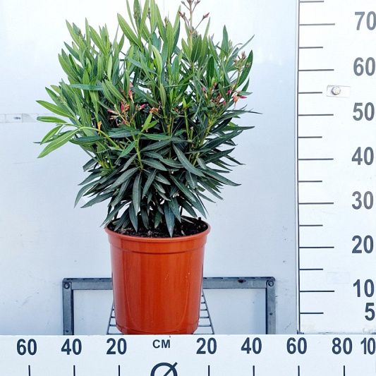 80 tot 100 cm hoog, pot 10 liter