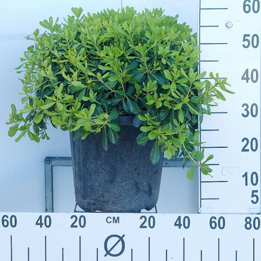50 tot 60 cm hoog, pot 20 liter