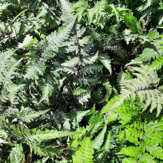Athyrium nipponicum 'Red Beauty'