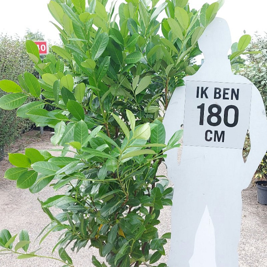 175 tot 200 cm hoog, pot 20 liter