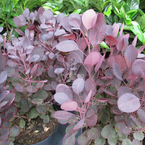 Cotinus coggygria 'Lilla'