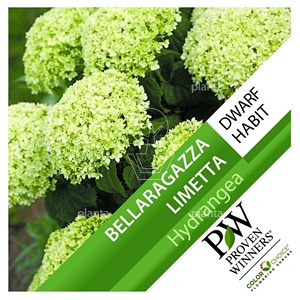 Hydrangea arborescens 'Bella Ragazza Limetta'