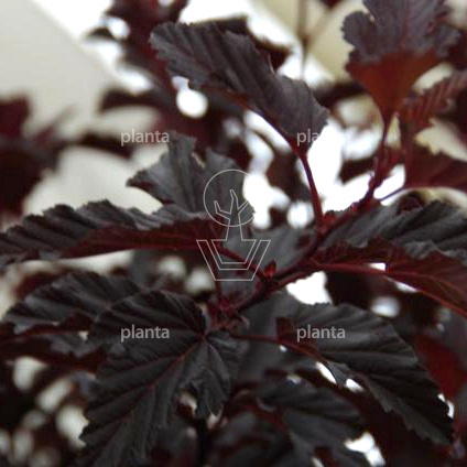 Physocarpus opulifolius 'All Black'