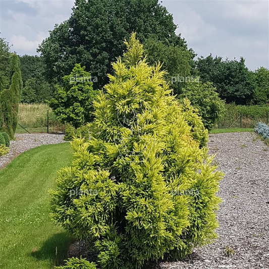 Cryptomeria japonica 'Sekkan'