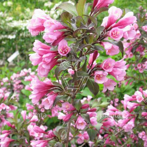 Weigela florida 'Nana Purpurea'