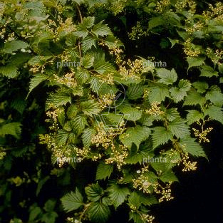 Stephanandra tanakae