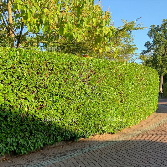 80 tot 100 cm hoog, pot 7.5 liter