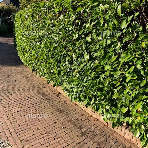 80 tot 100 cm hoog, pot 7.5 liter