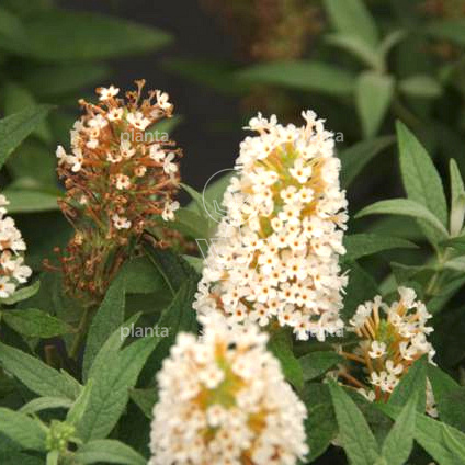 Buddleja davidii 'Little White'