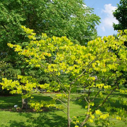 Cercis canadensis 'Hearts of Gold'