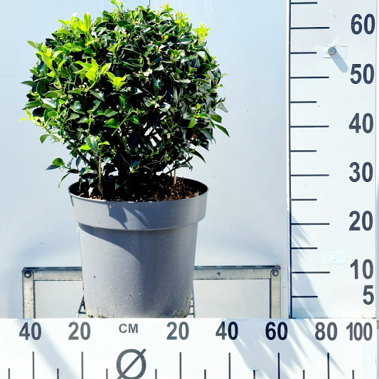 bol, diameter minimaal 40 cm, pot 12 cm