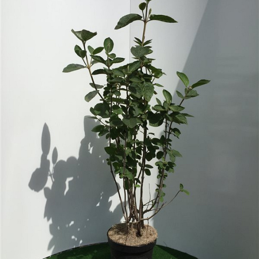 100 tot 125 cm hoog, pot 7.5 liter