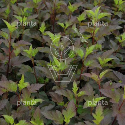 Physocarpus opulifolius 'Diable d'Or'