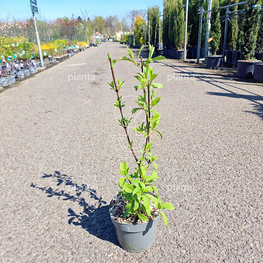 40 tot 50 cm hoog, pot 3 liter