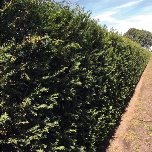 Quick Hedge Haagelement 100cm lang x 200cm hoog