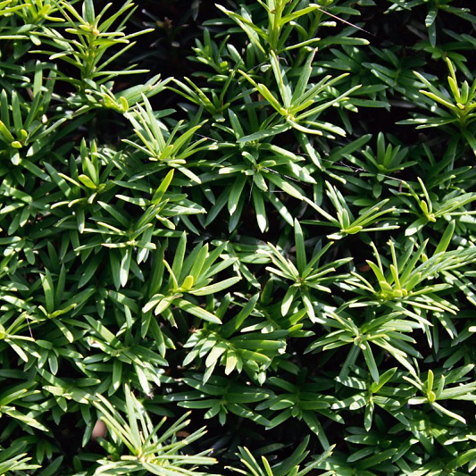 Quick Hedge Haagelement 100cm lang x 200cm hoog