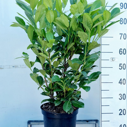 80 tot 100 cm hoog, pot 10 liter