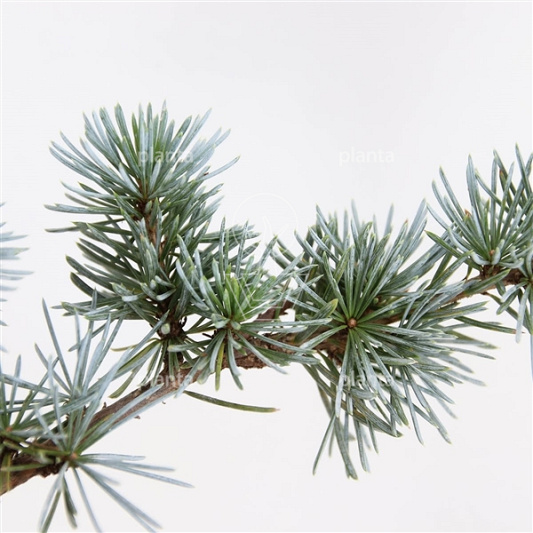 Cedrus libani 'Glauca'