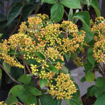 Viburnum dilatatum 'Michael Dodge'