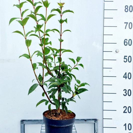 40 tot 50 cm hoog, pot 4 liter