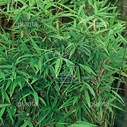 Fargesia murieliae 'Dino'
