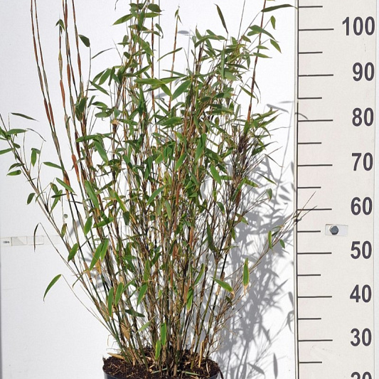 Fargesia murieliae 'Dino' 100-125, C10 | Planta
