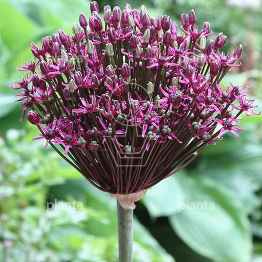 Allium 'Magic'