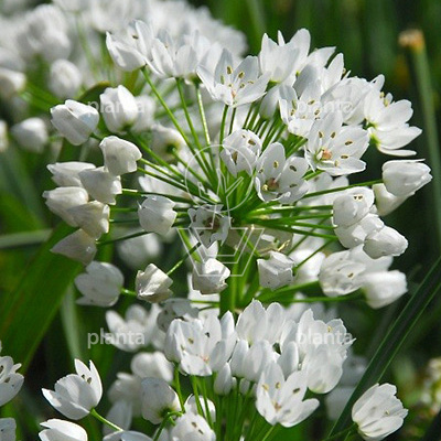 Allium neapolitanum