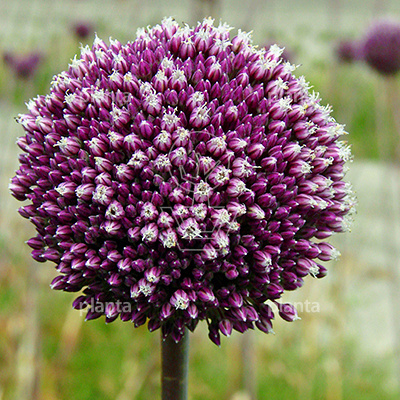 Allium 'Summer Drummer'