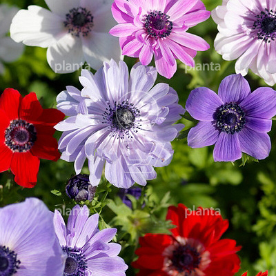 Anemone 'St. Brigid Mix'