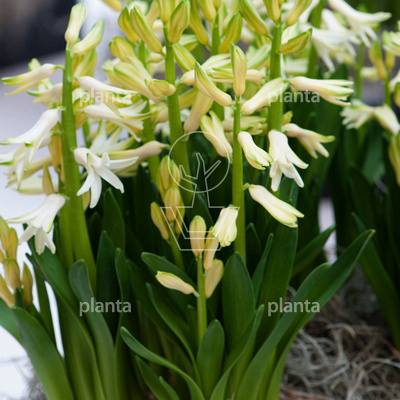 Hyacinthus 'Multiflora Wit/ White'