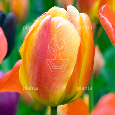Tulipa 'Apeldoorn's Elite'