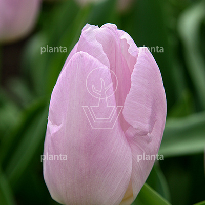 Tulipa 'Candy Prince'