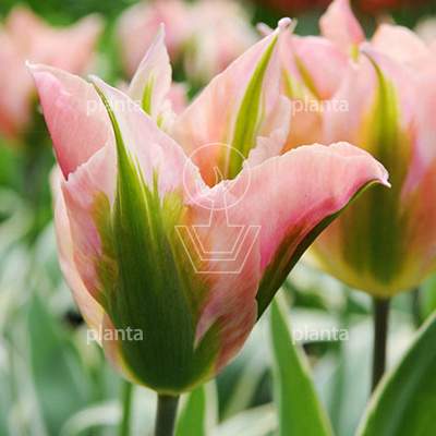 Tulipa 'China Town'