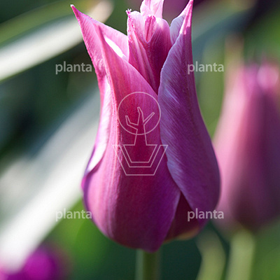 Tulipa 'Claudia'