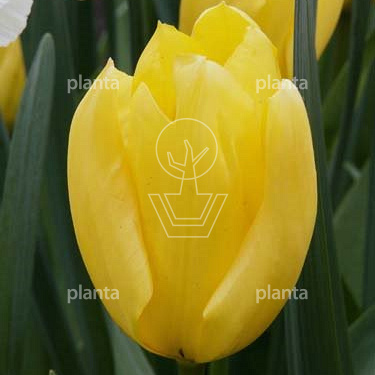 Tulipa 'Candela'
