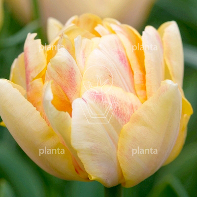 Tulipa 'Foxy Foxtrot'