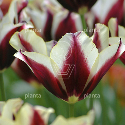 Tulipa 'Gavota'