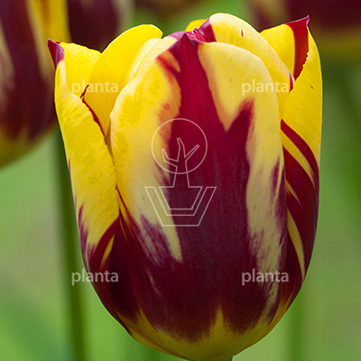 Tulipa 'Helmar'