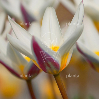 Tulipa 'Ice Stick'