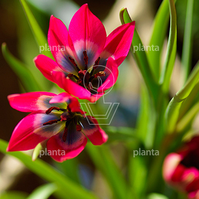 Tulipa 'Little Beauty'