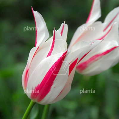 Tulipa 'Marilyn'