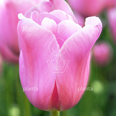 Tulipa 'Mistress'