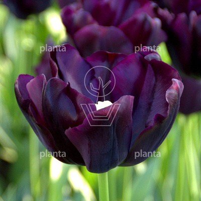 Tulipa 'Paul Scherer'