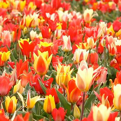 Tulipa 'Peacock Mix'